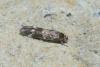 Mompha sp.